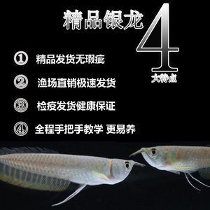 龍魚小苗多少錢：金龍魚苗的價格可以根據(jù)不同的規(guī)格和品種有所差異 龍魚百科