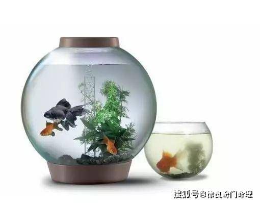 家里魚缸風(fēng)水可以白色黑色魚一起養(yǎng)嗎？：家里養(yǎng)魚風(fēng)水有什么講究 魚缸風(fēng)水 第2張