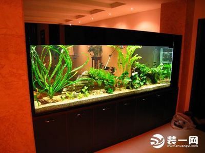 家庭用的魚缸一般多大為合適：家庭用魚缸尺寸選擇 魚缸風水 第2張