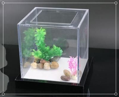 家里魚缸可以放水葫蘆嗎：水葫蘆和水生植物有什么區(qū)別 魚缸風(fēng)水 第1張