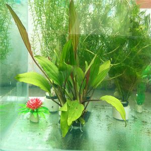 家里魚缸可以放水葫蘆嗎：水葫蘆和水生植物有什么區(qū)別 魚缸風(fēng)水 第2張