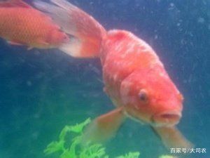 大魚缸金魚長白毛水怎么辦呀：如何處理大魚缸金魚長白毛的水 魚缸百科 第3張