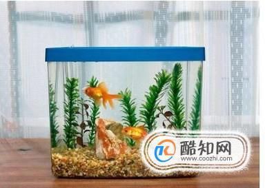 玻璃魚缸亞克力魚缸：玻璃魚缸和亞克力魚缸哪個(gè)好 魚缸百科 第1張