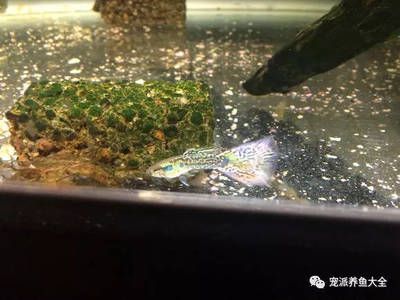 家養(yǎng)魚缸怎么換水 魚缸風(fēng)水 第3張