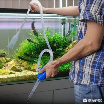 家養(yǎng)魚缸怎么換水 魚缸風(fēng)水 第2張