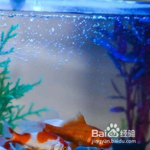 玻璃魚缸怎么養(yǎng)水：養(yǎng)魚先養(yǎng)水，一個健康的水環(huán)境是成功飼養(yǎng)的關(guān)鍵 魚缸百科 第4張