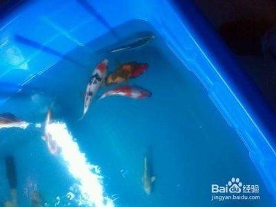 家里魚缸裂了什么意思 魚缸風水 第1張