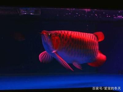 冷凍蝦怎么喂龍魚吃：喂食龍魚冷凍蝦是一項(xiàng)需要注意一些細(xì)節(jié)的事情 龍魚百科 第2張