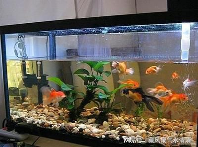 家中可以放魚缸嗎：家中魚缸擺放風(fēng)水講究