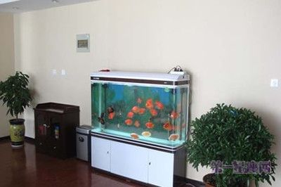 家中可以放魚缸嗎：家中魚缸擺放風(fēng)水講究