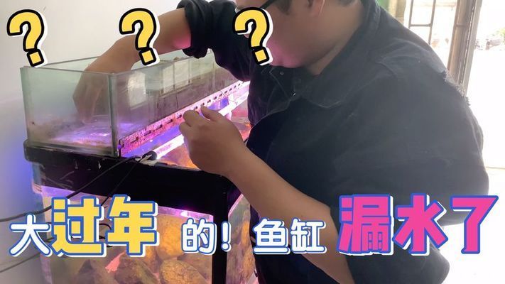 大魚缸漏水怎么辦妙招視頻：如何處理大魚缸漏水 魚缸百科 第4張