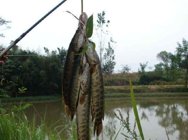 家里的魚缸養(yǎng)一條黑魚的說法：家里的魚缸養(yǎng)一條黑魚是好是壞？