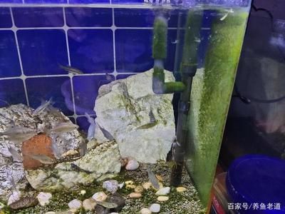 處理魚缸青苔什么魚最好養(yǎng)活