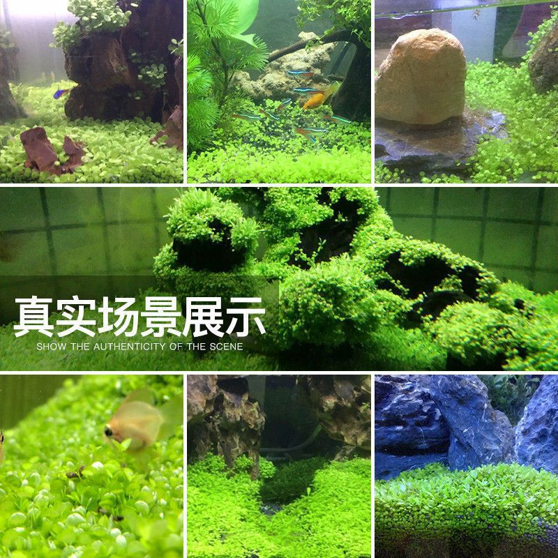 家庭魚缸水草：家庭魚缸中的水草養(yǎng)護的關(guān)鍵點：水草的養(yǎng)護技巧