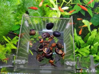 家庭魚缸水草：家庭魚缸中的水草養(yǎng)護的關(guān)鍵點：水草的養(yǎng)護技巧