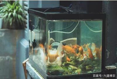 家里魚缸破裂有什么說法：家里魚缸破裂在風水上有什么影響？