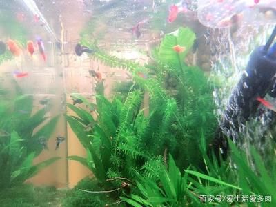 家庭魚缸可以養(yǎng)蝦嗎：家庭魚缸可以養(yǎng)殖蝦嗎？