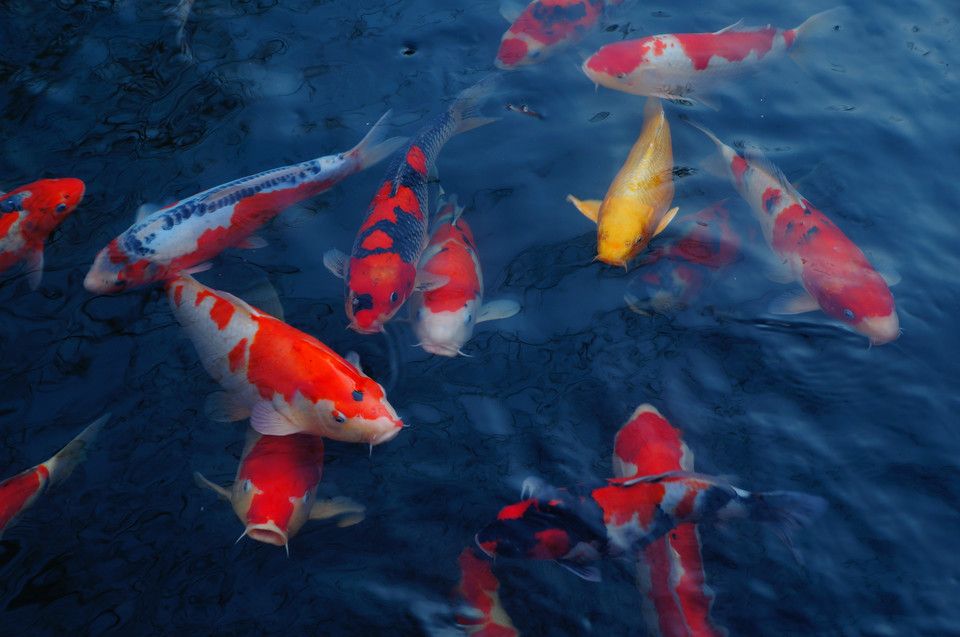 家里魚(yú)缸錦鯉養(yǎng)幾條比較好：家庭養(yǎng)錦鯉魚(yú)的最佳數(shù)量 魚(yú)缸風(fēng)水 第2張