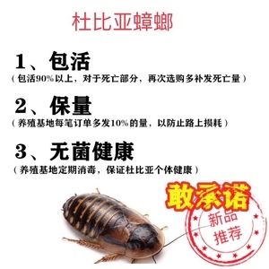 龍魚只吃蟑螂能改變回來嗎：龍魚只吃蟑螂能改變嗎 龍魚百科 第3張