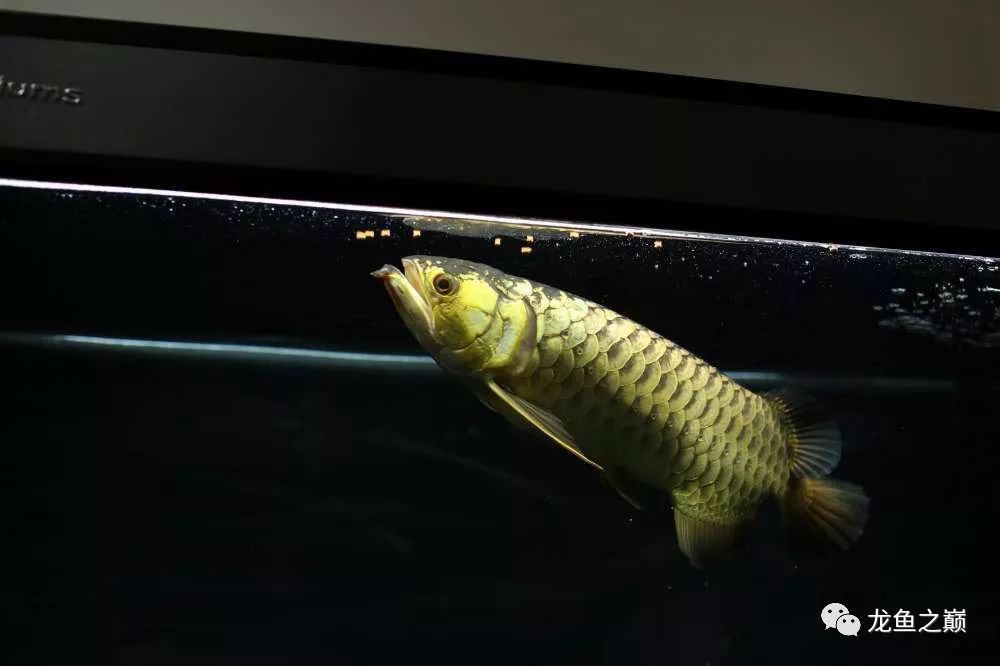 龍魚買回家就能喂嗎為什么：購買龍魚后是否可以直接喂食，為什么龍魚買回家就能喂嗎 龍魚百科 第3張