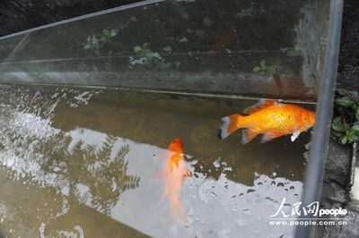 家里魚缸養(yǎng)的金魚死是什么原因引起的：家里魚缸養(yǎng)金魚突然死亡的原因和疾病抵抗力突然死亡 魚缸風(fēng)水 第2張