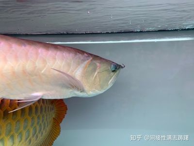 龍魚眼睛下垂怎么治療：龍魚眼睛下垂怎么辦