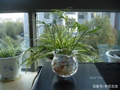 家庭魚缸適合養(yǎng)什么植物：家庭水培植物的養(yǎng)護(hù)技巧