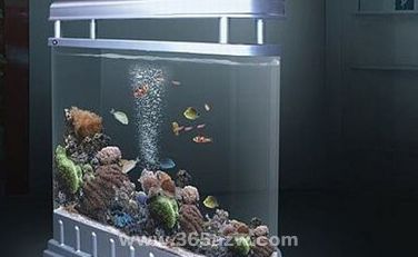 家里魚缸裂了是破財(cái)嗎：家里魚缸破了是否意味著破財(cái)？ 魚缸風(fēng)水 第1張