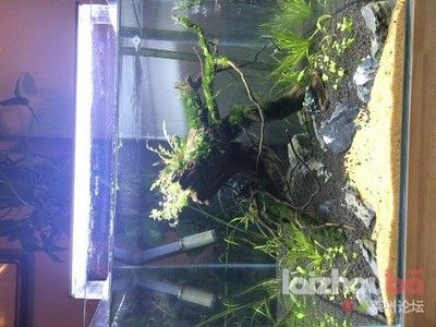 家庭魚(yú)缸水草造景圖：2018年ada水草造景大賽背后的故事ada水草造景大賽作品展示 魚(yú)缸風(fēng)水 第3張