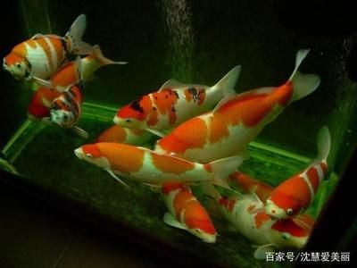 家中觀賞魚一般幾條較好：家中觀賞魚數(shù)量選擇