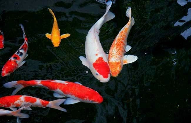 錦鯉龍魚(yú)混養(yǎng)：錦鯉與龍魚(yú)可以混養(yǎng)嗎？ 龍魚(yú)百科 第2張