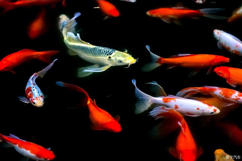 錦鯉龍魚(yú)混養(yǎng)：錦鯉與龍魚(yú)可以混養(yǎng)嗎？ 龍魚(yú)百科 第1張