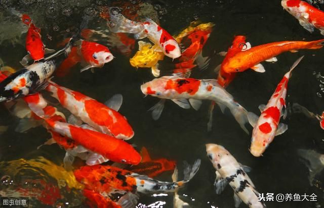 家里魚缸養(yǎng)三條魚好不好：家里養(yǎng)三條魚有什么寓意？