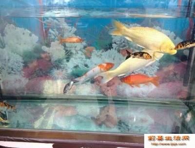 家里魚缸可以賣嗎：家里魚缸可以賣魚缸的設計本有問必答[2022-11. 魚缸風水 第1張