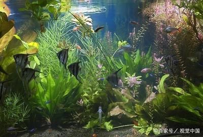 家庭魚缸青苔怎么清理