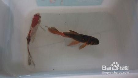 家里魚缸水水總是變渾濁怎么辦：家里魚缸水變渾濁可能是由于多次養(yǎng)魚密度與養(yǎng)魚密度 魚缸風水 第2張