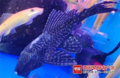 不想養(yǎng)魚了魚缸和魚怎么處理：不再養(yǎng)魚時(shí)，處理魚缸和魚需要謹(jǐn)慎，避免對(duì)家庭風(fēng)水產(chǎn)生影響 魚缸百科 第3張