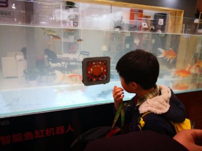 不想養(yǎng)魚了魚缸和魚怎么處理：不再養(yǎng)魚時(shí)，處理魚缸和魚需要謹(jǐn)慎，避免對(duì)家庭風(fēng)水產(chǎn)生影響 魚缸百科 第1張