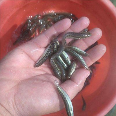 家里魚(yú)缸可以養(yǎng)黑魚(yú)嗎吉利嗎：黑魚(yú)在風(fēng)水學(xué)中養(yǎng)魚(yú)需要注意水質(zhì)管理和飼養(yǎng)要點(diǎn)黑魚(yú) 魚(yú)缸風(fēng)水 第2張