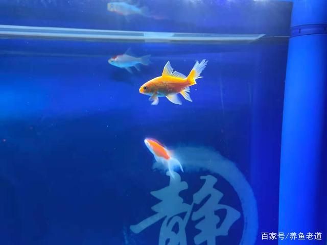 家里魚缸養(yǎng)金魚還是錦鯉好：養(yǎng)金魚與金魚的選擇標(biāo)準(zhǔn)在選擇錦鯉和金魚的選擇標(biāo)準(zhǔn) 魚缸風(fēng)水 第2張