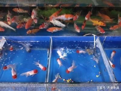 家里魚缸養(yǎng)金魚還是錦鯉好：養(yǎng)金魚與金魚的選擇標(biāo)準(zhǔn)在選擇錦鯉和金魚的選擇標(biāo)準(zhǔn) 魚缸風(fēng)水 第1張