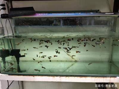 家里的魚缸怎么改善水質(zhì)不好：養(yǎng)魚與水資源保護養(yǎng)魚與水資源保護養(yǎng)魚過程中的水質(zhì)管理 魚缸風(fēng)水 第1張