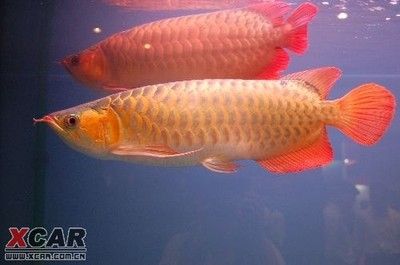 1米龍魚(yú)：1米長(zhǎng)的魚(yú)缸可能不足以滿(mǎn)足一條成年龍魚(yú)的生存需求 龍魚(yú)百科 第2張