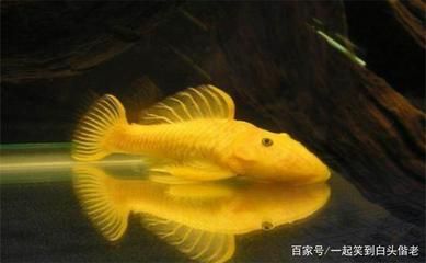 不換水不過濾的生態(tài)魚缸能養(yǎng)魚嗎：不換水不過濾的生態(tài)魚缸可以養(yǎng)魚嗎？ 魚缸百科 第4張