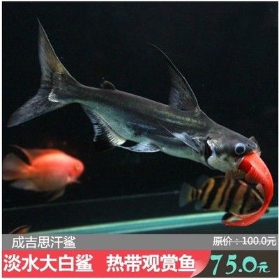 不換水不過濾的生態(tài)魚缸能養(yǎng)魚嗎：不換水不過濾的生態(tài)魚缸可以養(yǎng)魚嗎？ 魚缸百科 第1張