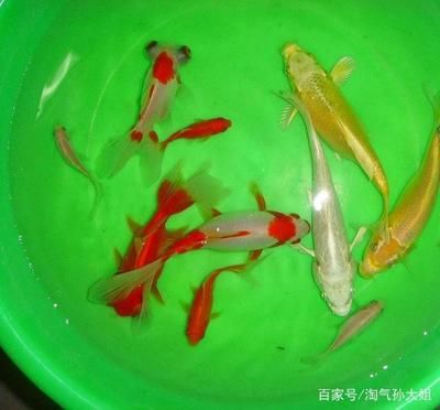 家里魚缸能養(yǎng)錦鯉嗎：如何在家中養(yǎng)殖錦鯉 魚缸風(fēng)水 第1張