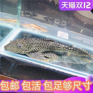 不用清理魚缸的魚是什么魚類：不用清理魚缸的魚有哪些？