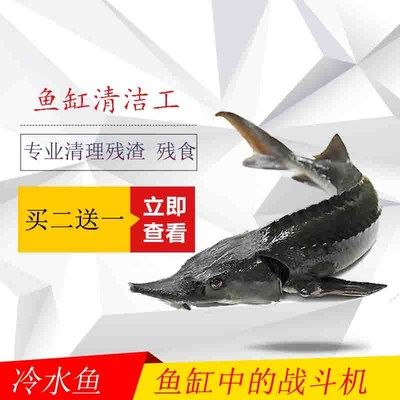 不用清理魚缸的魚是什么魚類：不用清理魚缸的魚有哪些？