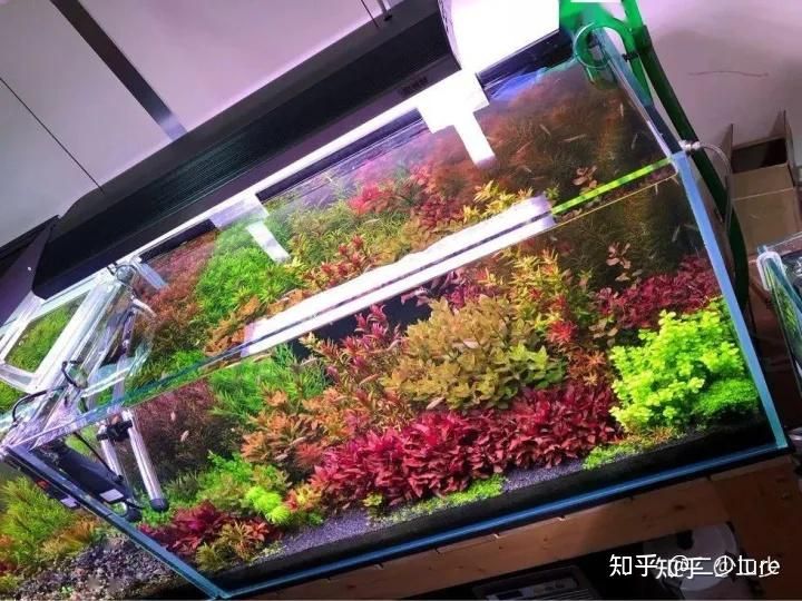 北方魚缸里養(yǎng)什么水草最好：適合北方魚缸養(yǎng)的水草品種，