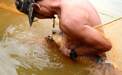 金龍魚(yú)頭朝下是被嚇的嗎：金龍魚(yú)頭朝下可能有多種原因 龍魚(yú)百科 第3張